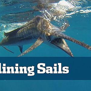Flatlining Sailfish Off South Florida Hot Action!