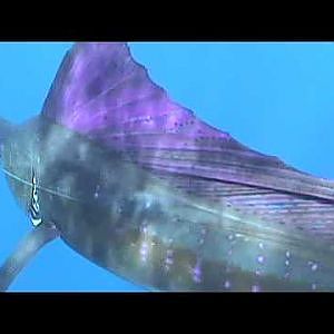 Sailfish_ Istiophorus platypterus_IGFA Fish Facts