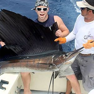 The Most Amazing SAILFISH in the World