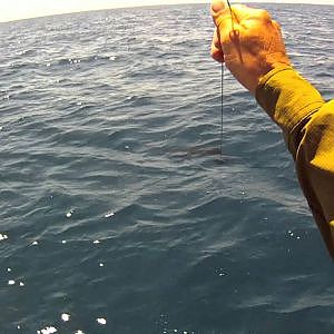 Solo Sailfish on Fly -  The Movie