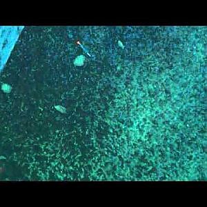 Underwater Video of Ice Fishing for Arctic Char in Alaska