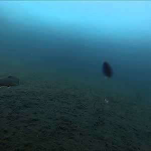 UnderWater GoPro Video IceFishing BIG fish Røye / Char / Rautu