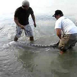 BC Fraser River Sturgeon Fishing over 350 pounds