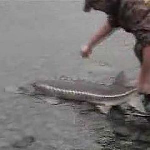 Catchin Some Sturgeon