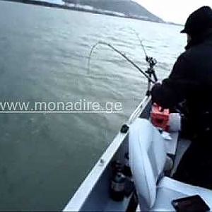 Monadire.Ge Sturgeon Fishing - ზუთხზე თევზაობა