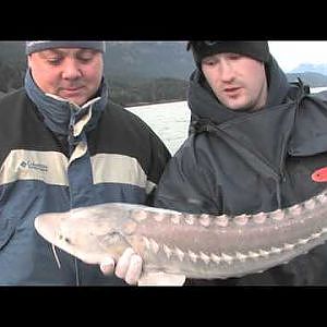 Smoking Hot Columbia River Sturgeon Fishing