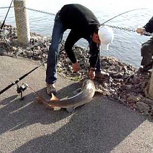 Sturgeon fishing in montreal part 2