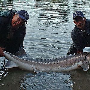 Fishing with Rod: Fraser River White Sturgeon