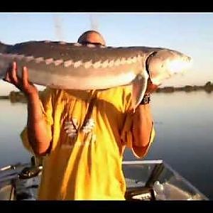 Sturgeon Fishing, Rio Vista, Ca 2012