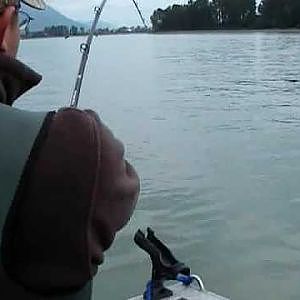 Fish Jumping! Massive Giant Fraser River Sturgeon!!