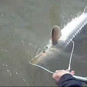 STURGEON FISHING CALIFORNIA DELTA , MARCH 09