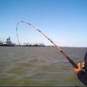 OVERSIZED STURGEON FISHING MOTHBALL FLEET. HOT POCKET