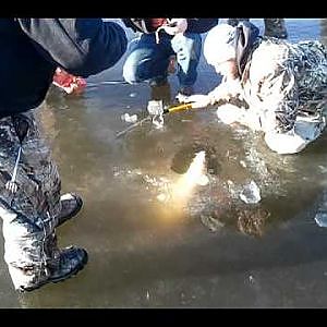 Lake sturgeon caught near La Crosse, WI