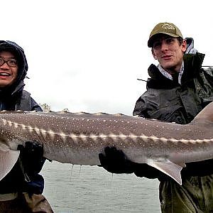 Fishing with Rod: Sturgeon in the rain