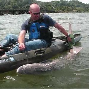 Big Sturgeon caught on Kayak in the Columbia!