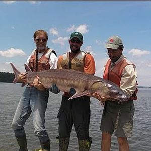 Sturgeon Slowly Return to the Hudson