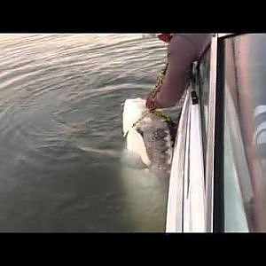 Fishing at Sacramento River, 102' Sturgeon 11-23-12