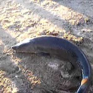 Small kid\ HUGE sturgeon on shore of ottawa river MUST WATCH