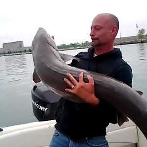 Detroit River Sturgeon