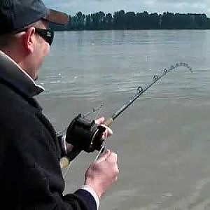 Sturgeon fishing excitement on the Fraser river Canada