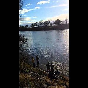 CRAZY Sturgeon RUN on Sacramento River 2014