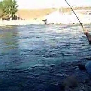 sturgeon fishing