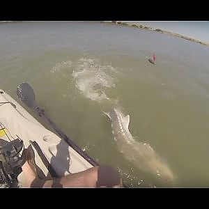 Kayak Sturgeon Fishing In The Sacramento Delta