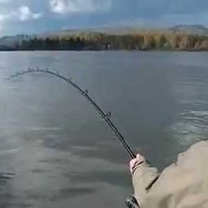 Kanada Fischen auf Sturgeon STÖR Fraser river Mission