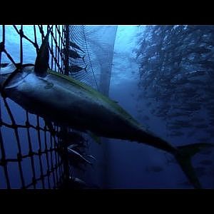 Pacific Tuna On The Line