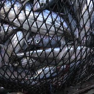 Industry embracing sustainable tuna fishing in the Pacific