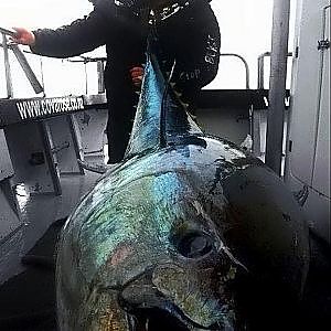 MEGA BLUEFIN TUNA vs MAN - YouFishTV NZ