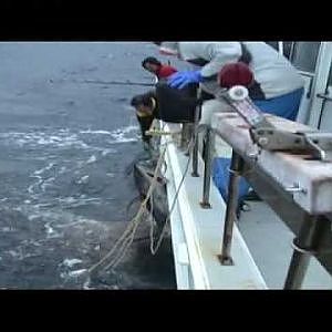 Japanese Tuna Fishing