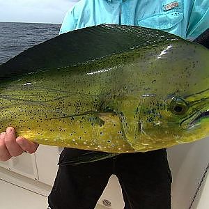 MAHI MAHI offshore fishing in Louisiana