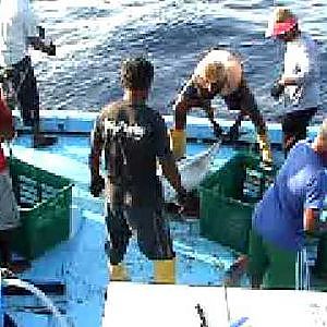 Yellowfin Tuna Fishing in Maldives