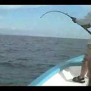 160 pound yellowfin tuna using (kite fishing) system