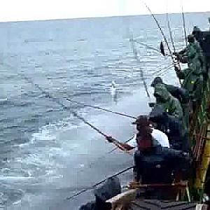 Pole and Line tuna Fishing