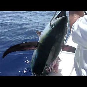 Fat Bahamas Yellowfin Tuna!