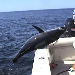 Bluefin Tuna Cape Cod 2010 Get-Reel Fishing