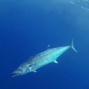 Keys Chronicles - Blackfin Tuna, Kingfish and Monster Grouper