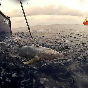 Louisiana Offshore Tuna Fishing