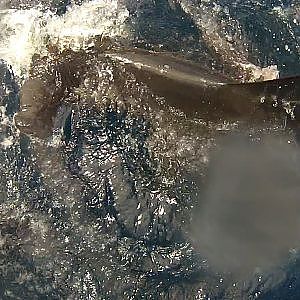 Hammerhead attacks tuna while fishing off Southern California