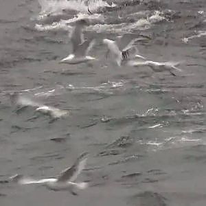 BlueFin Tuna fishing off Gloucester Ma in HD-whale watch MA