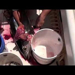 Yellowfin Tuna Fishing off Freeport 2011 - Part 3