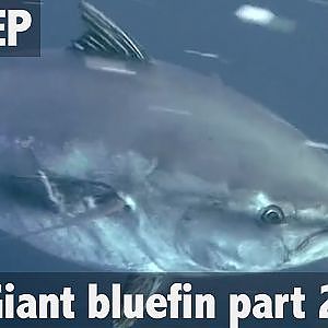 ULTIMATE FISHING - Giant Bluefin tuna fishing Part  2