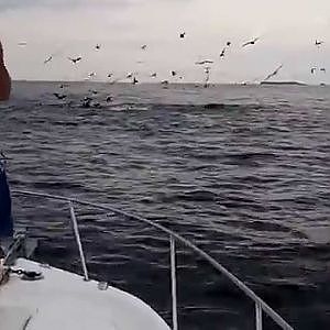 Panama Sport Fishing - Another Yellowfin Tuna Frenzy!