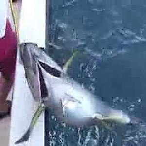 yellowfin tuna fishing dorado fishing Grand Isle Louisiana