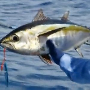 How to Catch Tuna using Butterfly Jigs