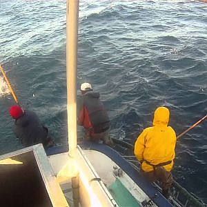 Commercial Tuna Lift Pole Fishing Sept 16,2011