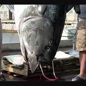"Local Heroes I" Giant Bluefin Tuna Fishing In Morell, PEI