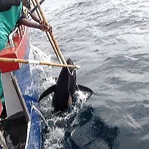 Tuna fishing Cape Town South Africa